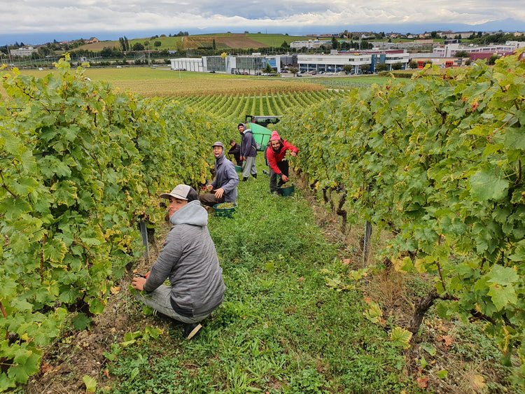 PEREY Vignerons-Encaveurs, Vufflens-le-Château et Echandens