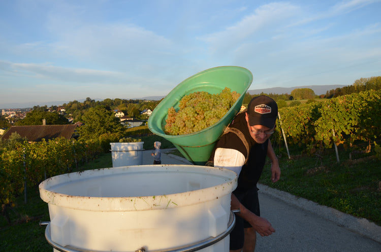 PEREY Vignerons-Encaveurs, Vufflens-le-Château et Echandens