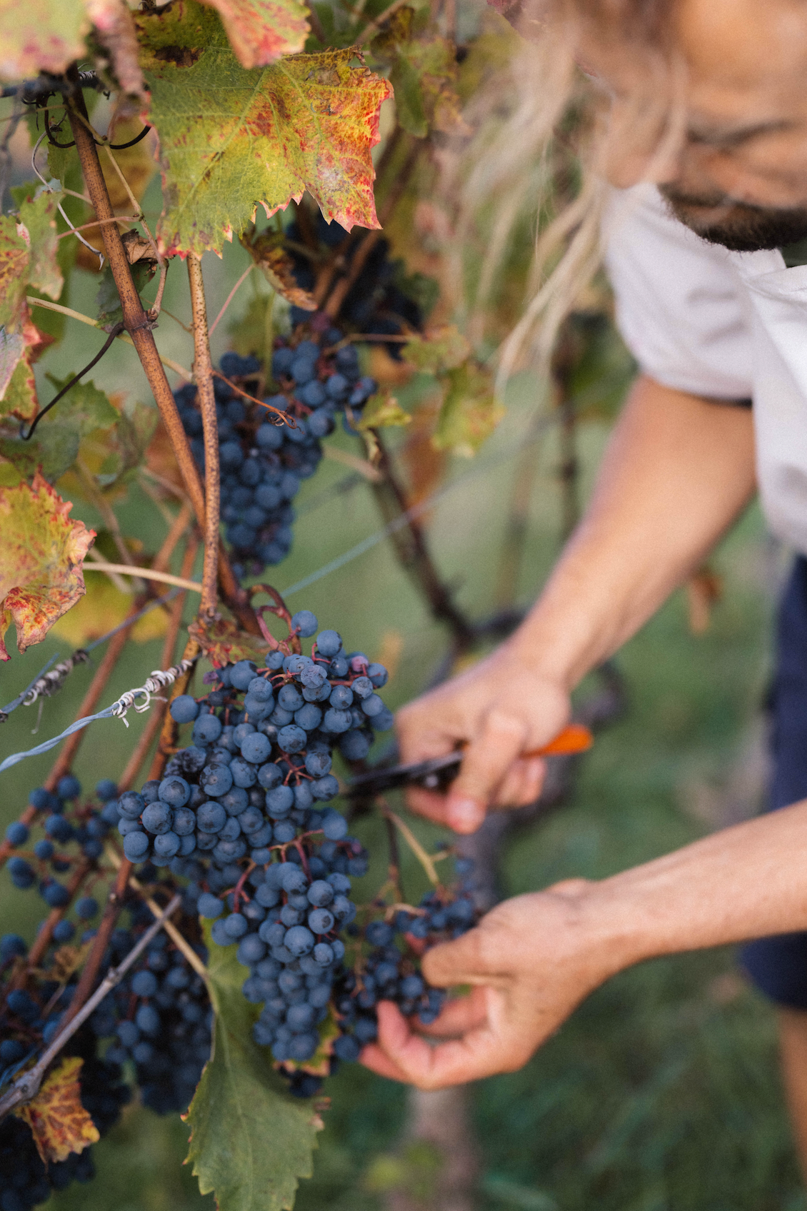 Domaine La Colombe
