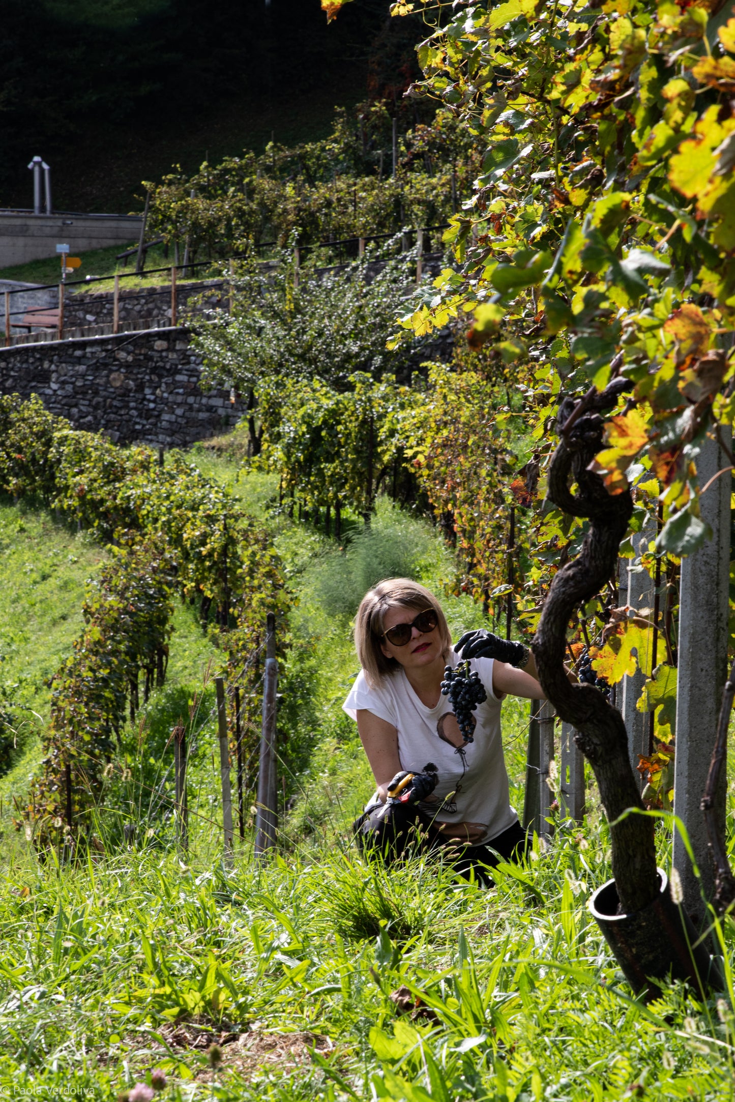 Cantina Settemaggio