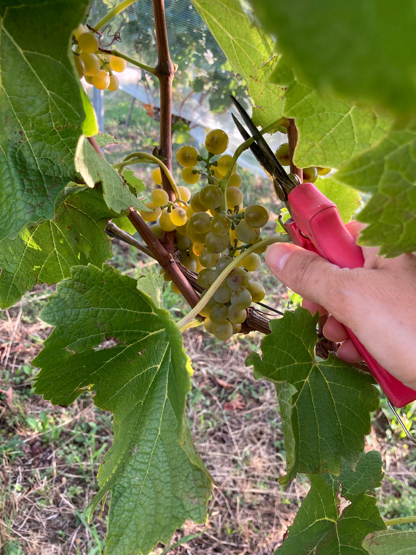 Vignoble Cousin