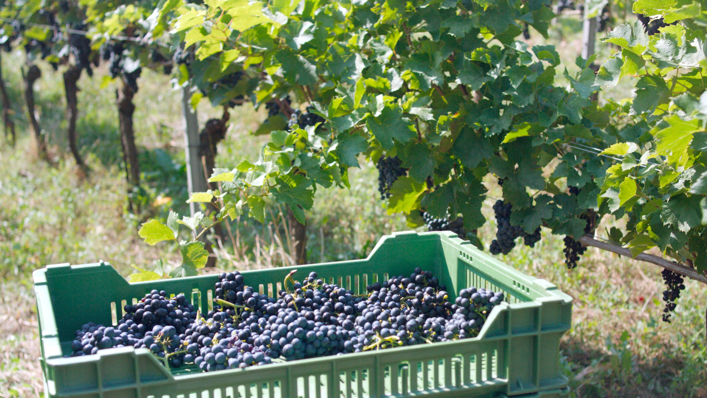 Vignoble Cousin
