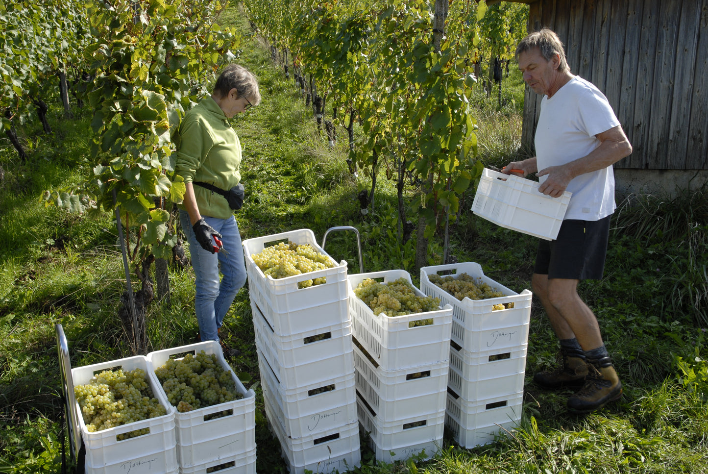 Weinbaugenossenschaft Döttingen