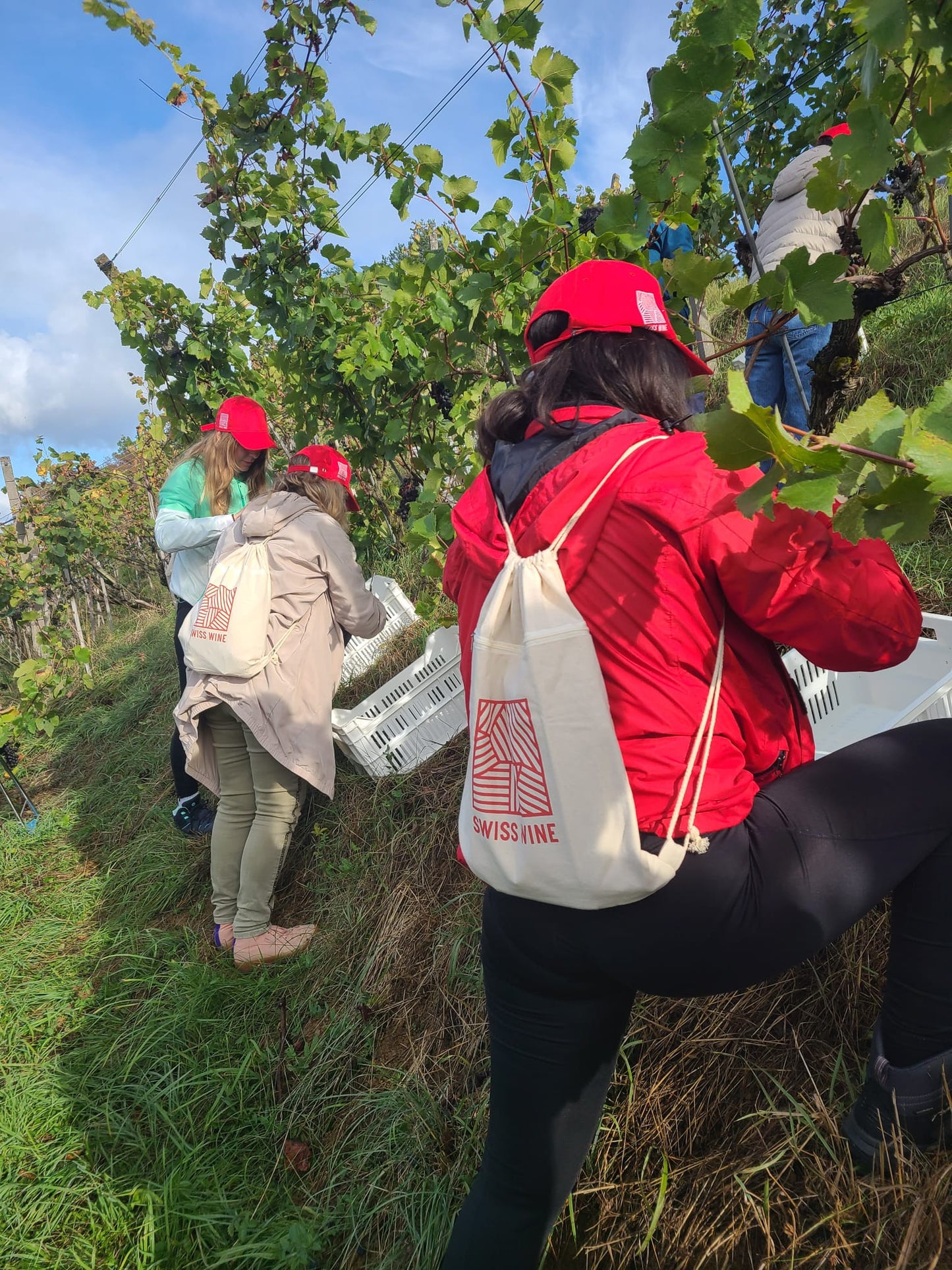 Weinbaugenossenschaft Döttingen