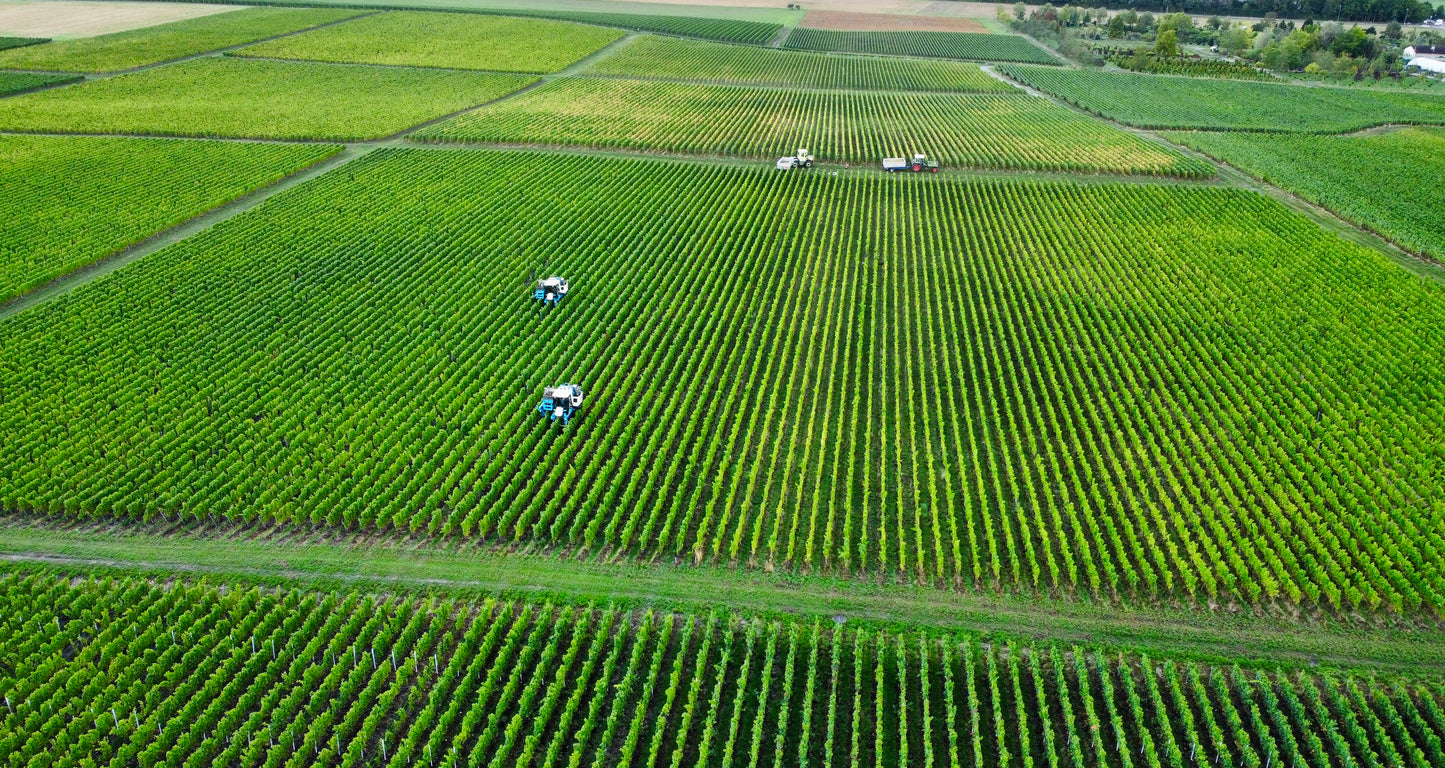 LES VIGNOLLES