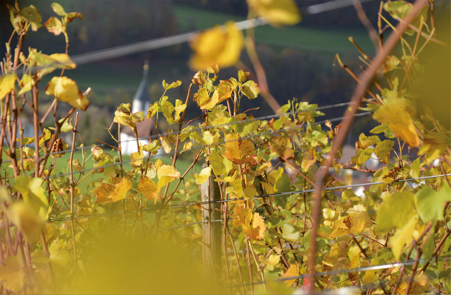 Weingut Heuberger AG